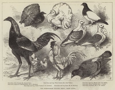 La exposición avícola de Birmingham, aves premiadas de Harrison William Weir